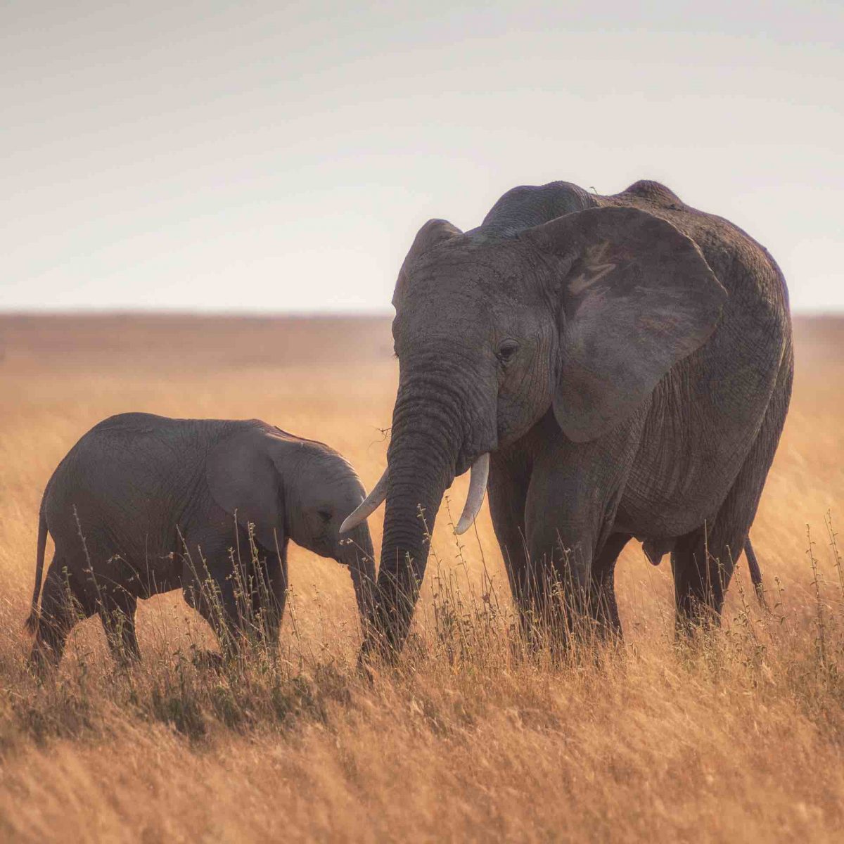 elephants in a corn field